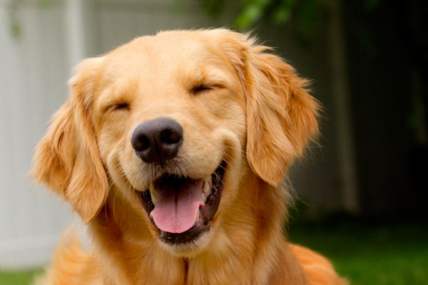 Baba de Cachorro