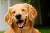 Baba de Cachorro